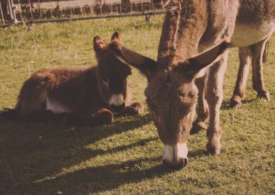 Durham Donkey Rescue